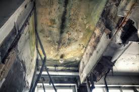 Best Biohazard Mold Removal  in Pine Castle, FL